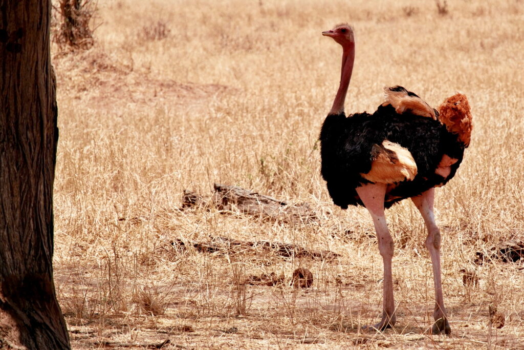 Birds of Tanzania | foto 444 Tanzania Safari | Kanje grand tours