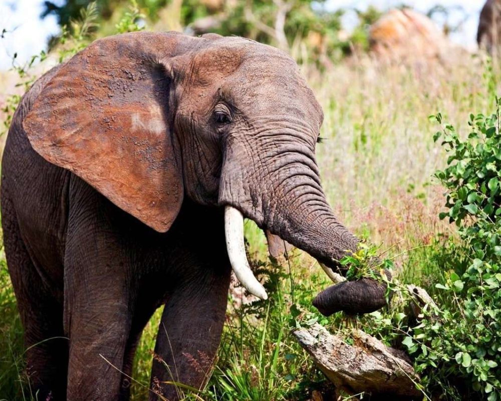 Elepant - Lake Manyara National Park - KAnje grand tours