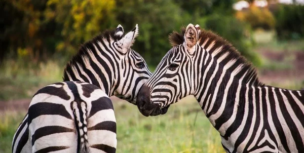 Kanje - Arusha National Park