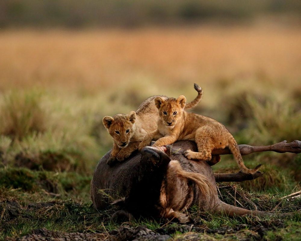 Kanje grand tours - Lake Manyara National Park