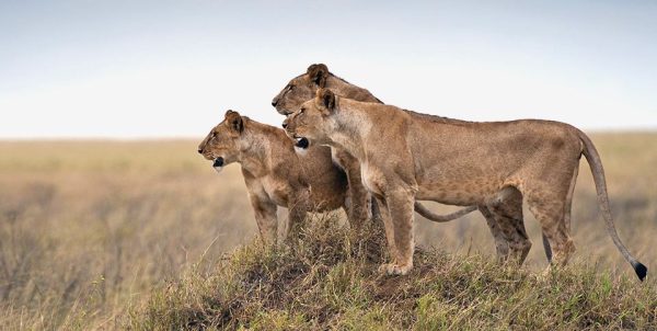 Serengeti National park - Kanje grand tours