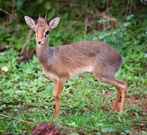 dik-dik-lake-manyara-national-park-tanzania-Kanje grand tours