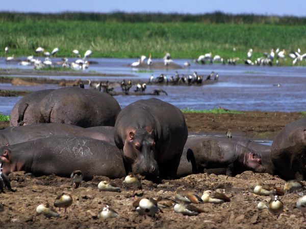 lake-manyara-national-park- Kanje grand tours